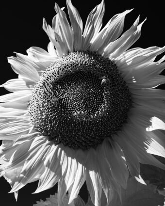View artwork titled Sunflower