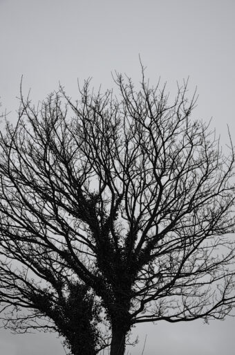 View artwork titled Winter, Dublin