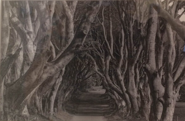 Dark Hedges