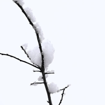 View artwork titled Snowy Branch 1