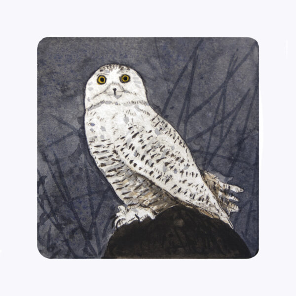 Snowy Owl