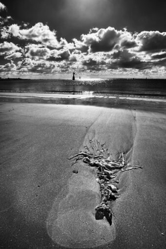 View artwork titled Quiberon Kelp
