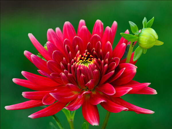 Dahlia and Bud