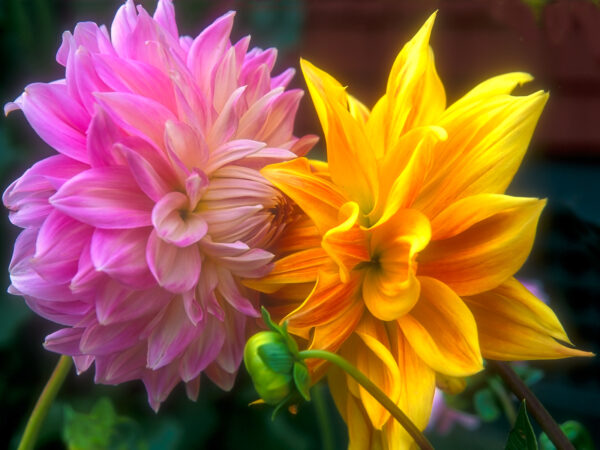 Pink and Orange Dahlias