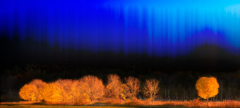 View artwork titled Golden Trees at Sunset