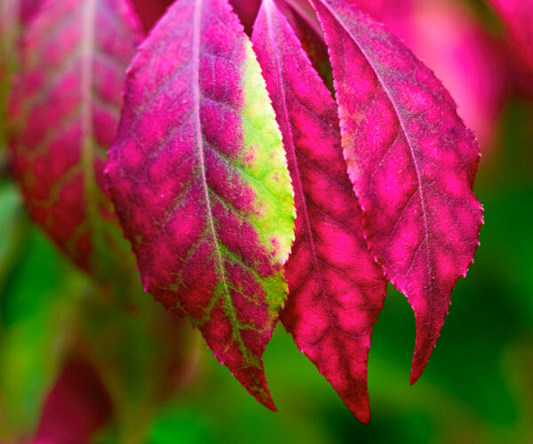 Fall Sumac Leaves