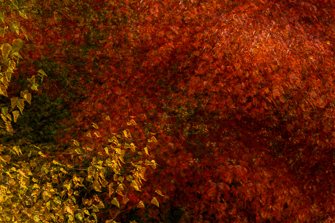 View artwork titled Yellow and Red Leaves in the Wind