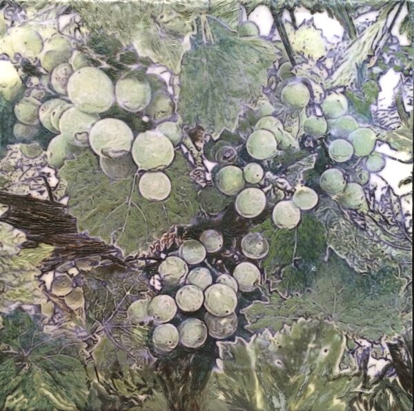 Grapevine