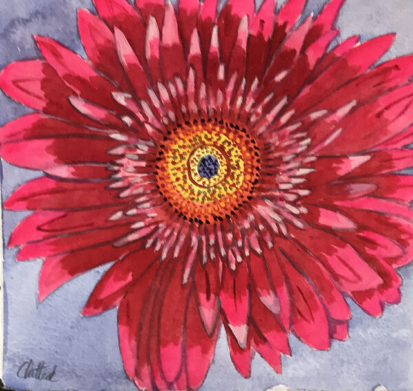 Pink Gerbera Daisy
