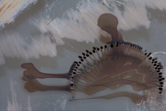 View artwork titled Surf Rider from the series “Fluidity of Attraction.” Edition of 1.