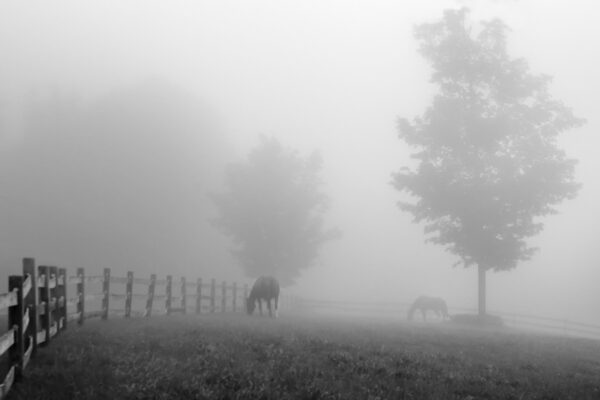 Morning Pasture