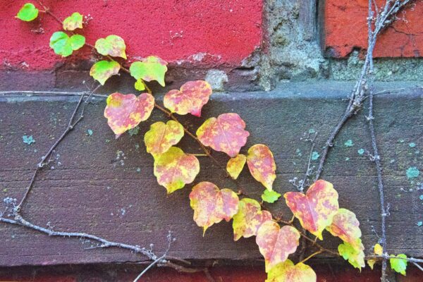 Seasonal Declension