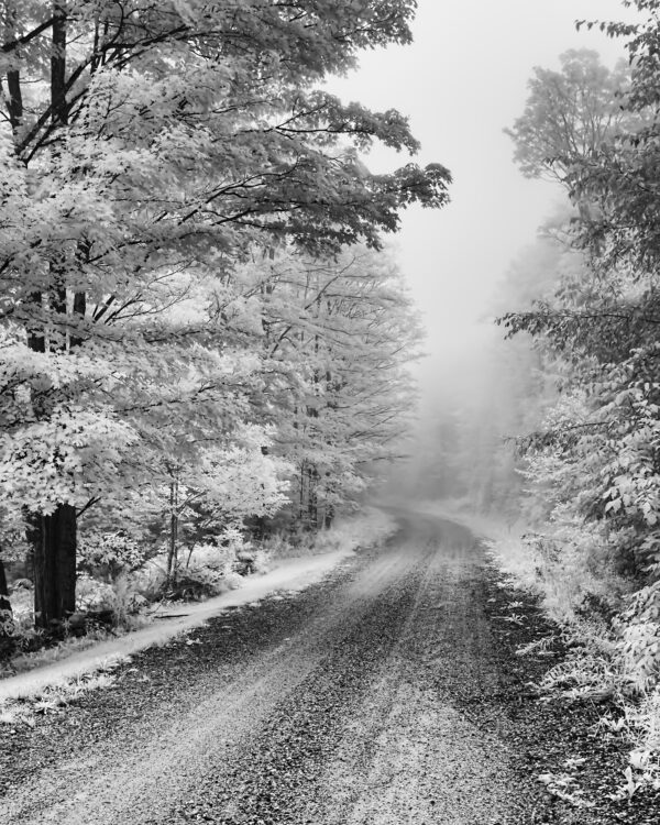Foggy Morning III