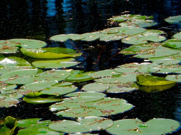 Monet's Water Lilies