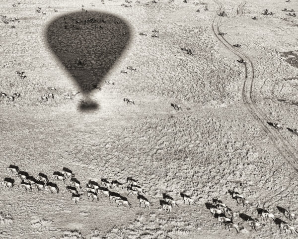 Serengeti Migration