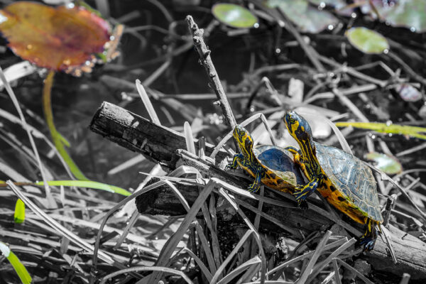 Turtles; 2016