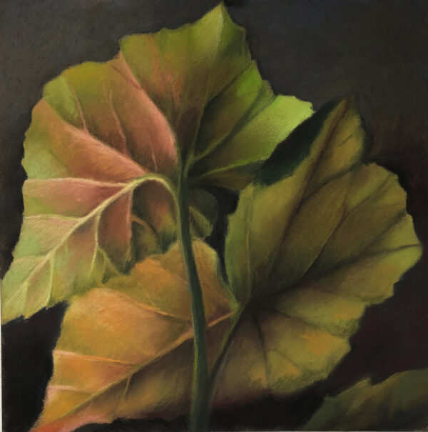 Begonia Leaves