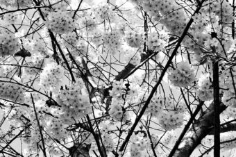 View artwork titled Fleeting Adornment