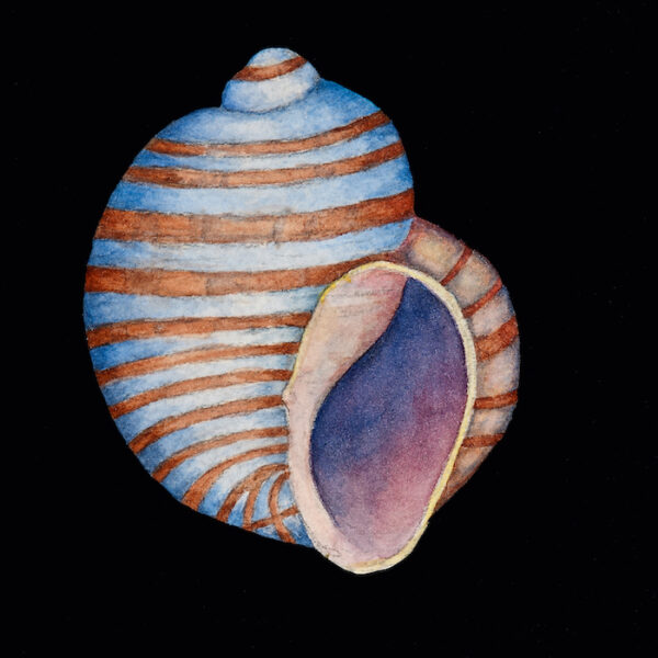 Still Life With Shell