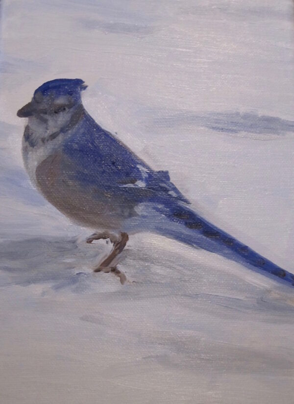 Blue Jay 2