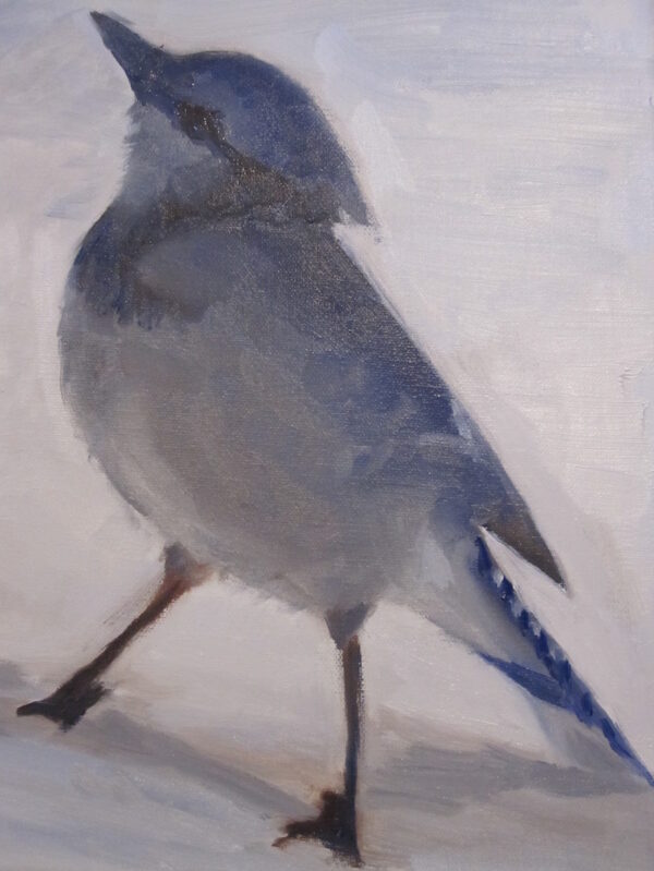 Blue Jay 3