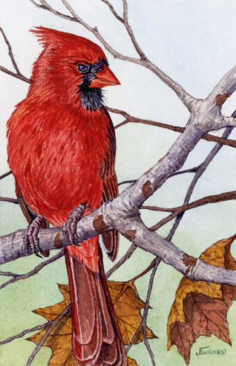View artwork titled American Cardinal-Male