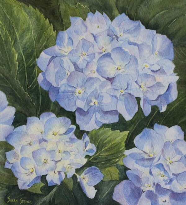 Hydrangea Blossoms