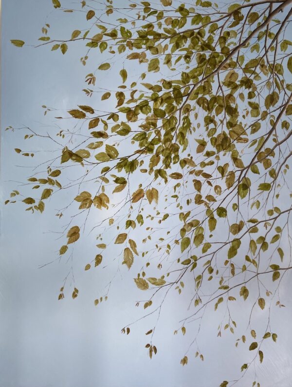 Beech Veil