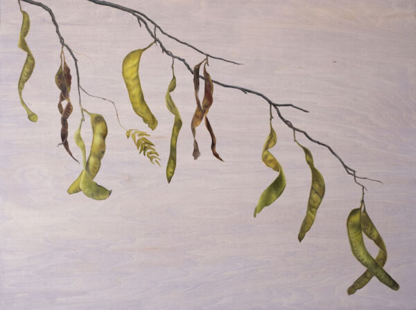 Honey Locust: August 6th