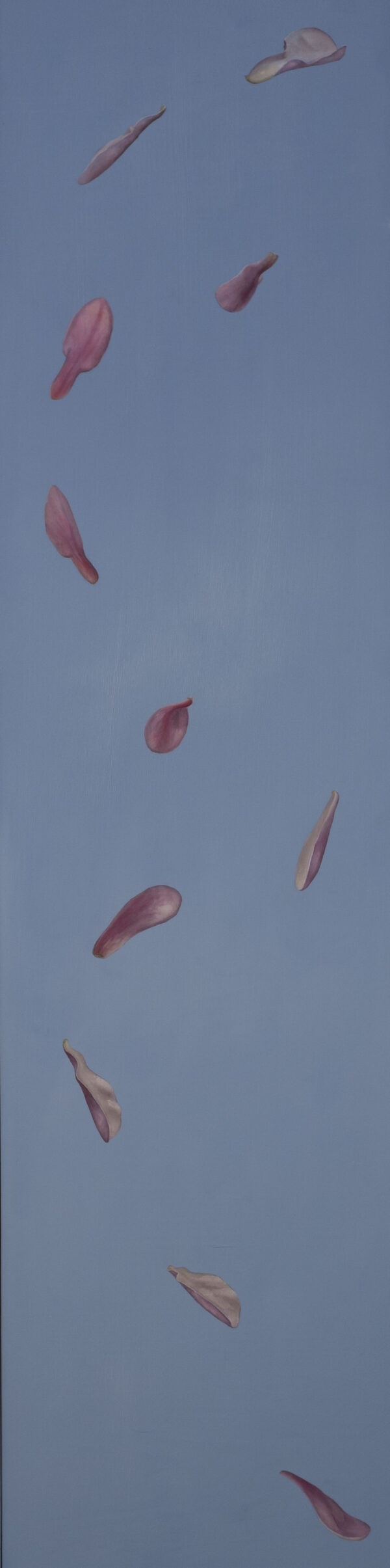 Magnolia Petals: April 8th II