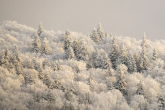 View artwork titled Winter Bliss