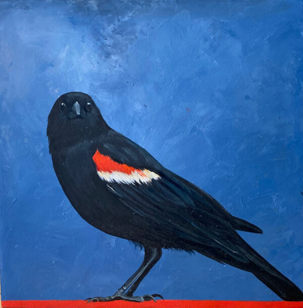 Red-Winged Blackbird Posing