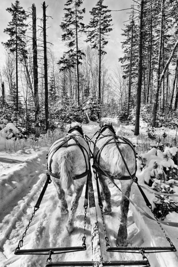 Through the Woods