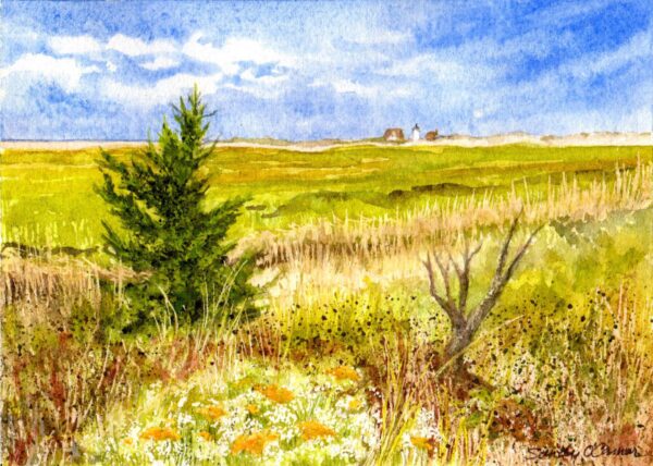 Salt Meadow Marsh at Hatches Harbor, Provincetown, MA