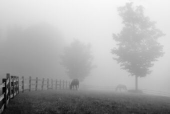 View artwork titled Morning Pasture