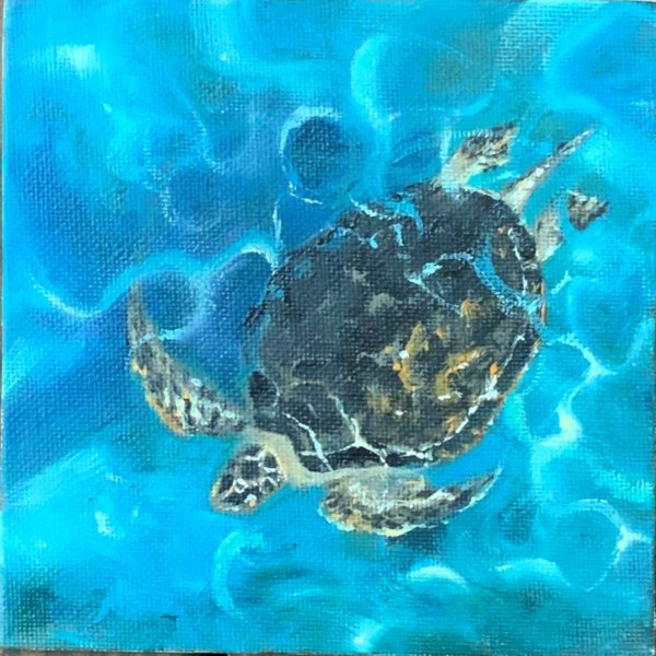 Turtle in Turquoise