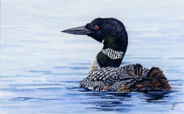 Common Loon II