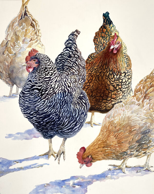 Spring Chickens