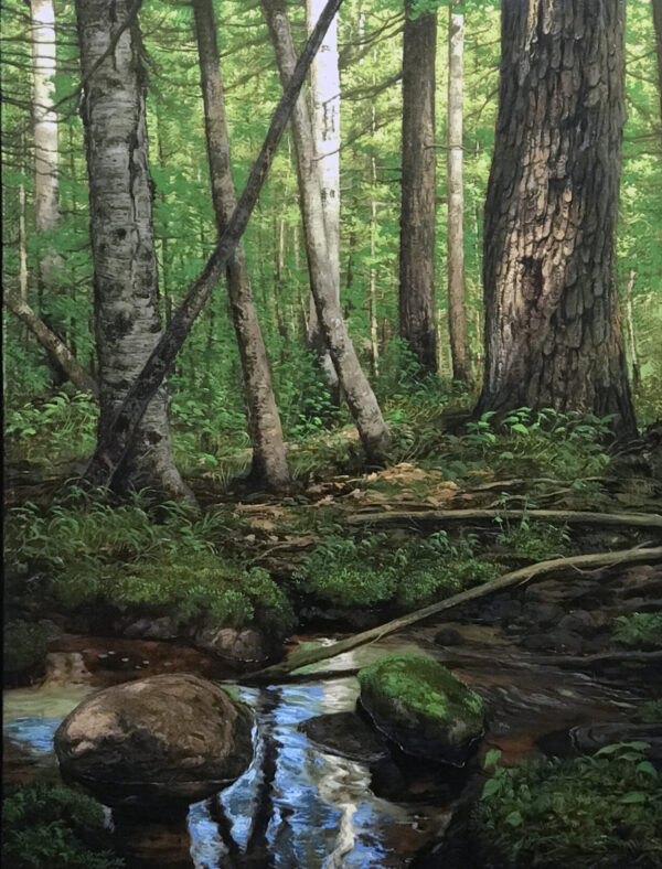 Maine Forest Interior
