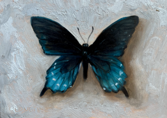 View artwork titled Pipevine Swallowtail