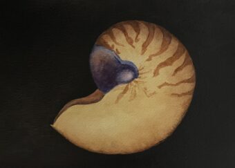 View artwork titled Nautilus