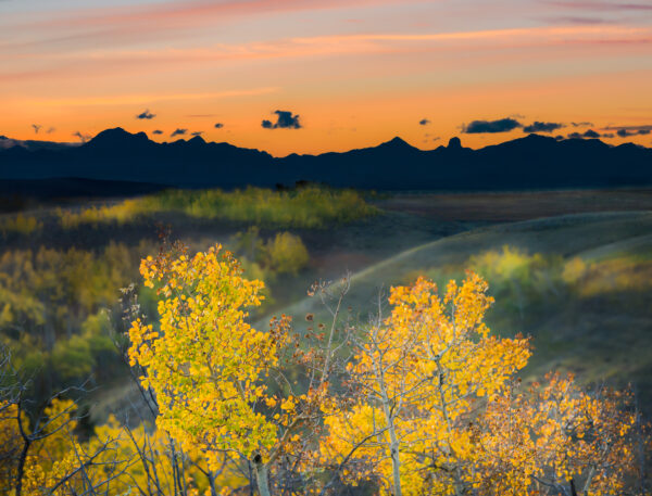 Aspen Glow