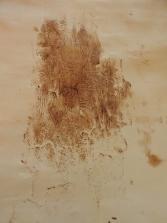 View artwork titled Bark Beetle Elm