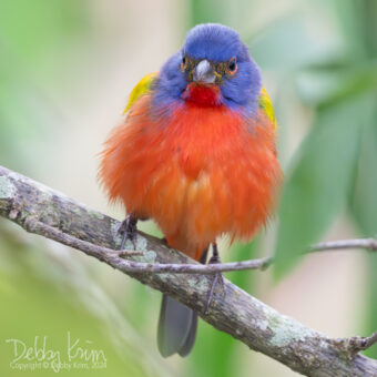 View artwork titled Painted Bunting