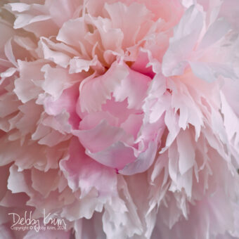 View artwork titled Pink Petals