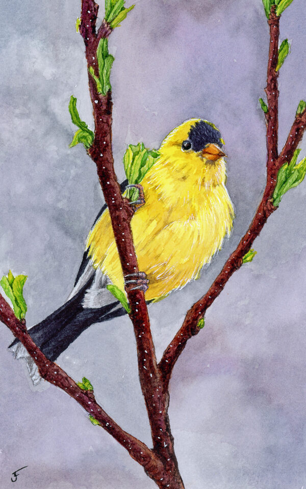 American Goldfinch