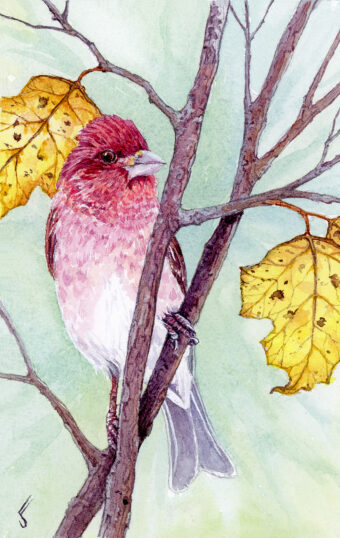 View artwork titled Purple Finch II