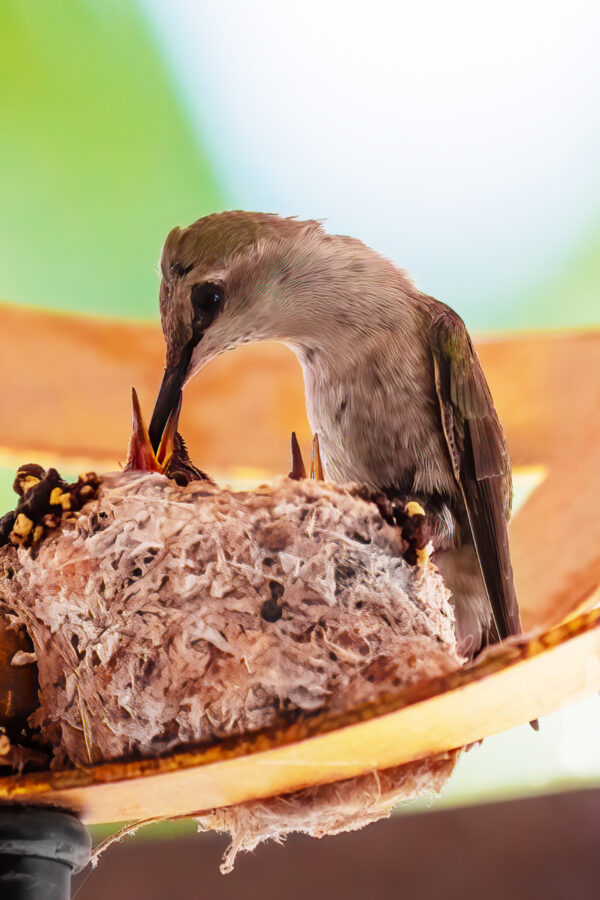 Hummers - Hungry