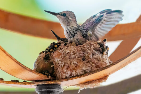 Hummers - Leaving the Nest