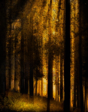 View artwork titled Spring Wood